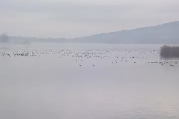 Na Nových Mlýnech je jen několik tisíc hus, počasí jim nepřálo