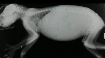 Rentgenový snímek postřelené koaly