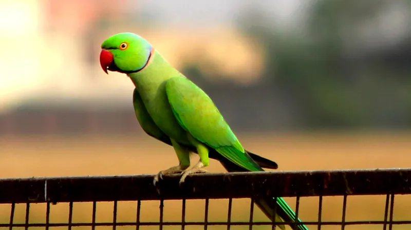 Alexandr malý (Psittacula krameri)