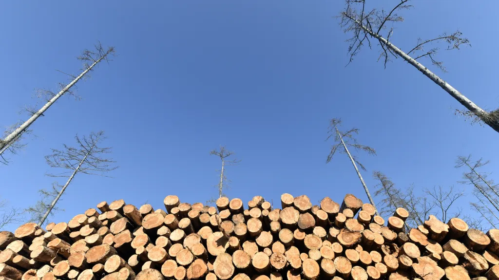 Smrkový les na Vysočině po napadení kůrovcem