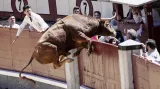 Rozzuřený býk se snaží přeskočit zábrany arény při býčích zápasech v Madridu