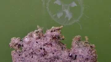 Medúzy v rybníce v Jílovém u Prahy