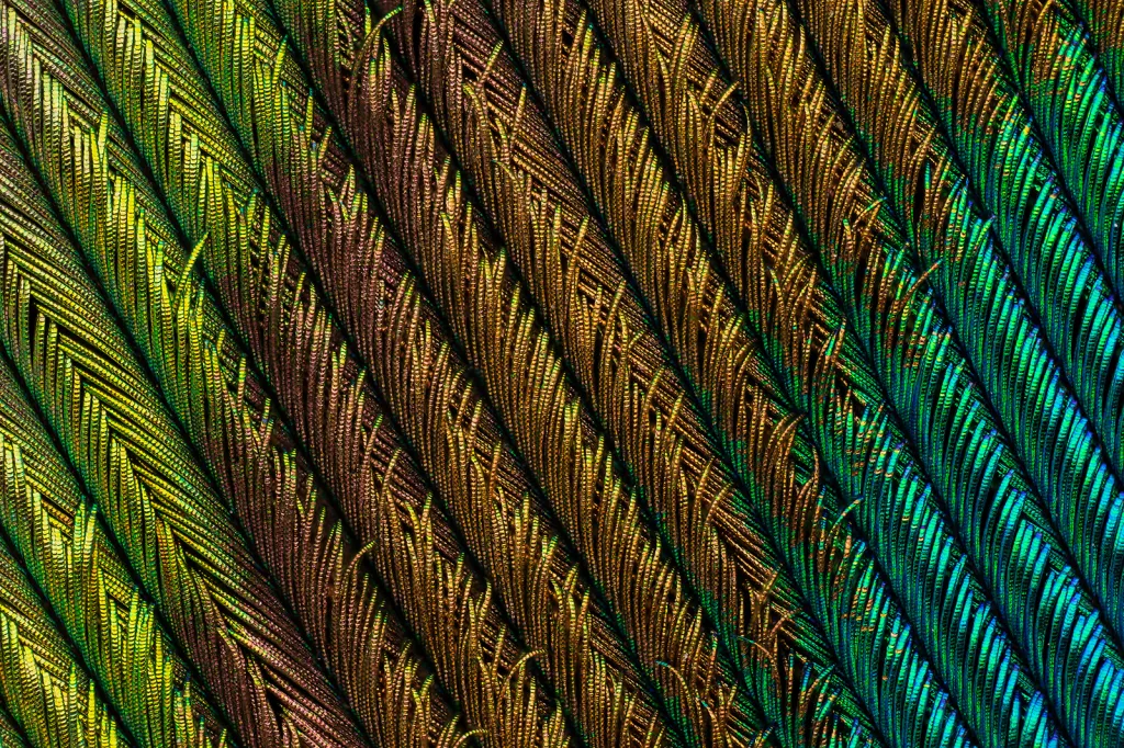 Detail pavího pera (Turecko)