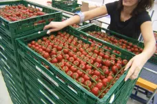 Červená, čerstvá a česká. Ve speciálním skleníku právě sklízejí první rajčata
