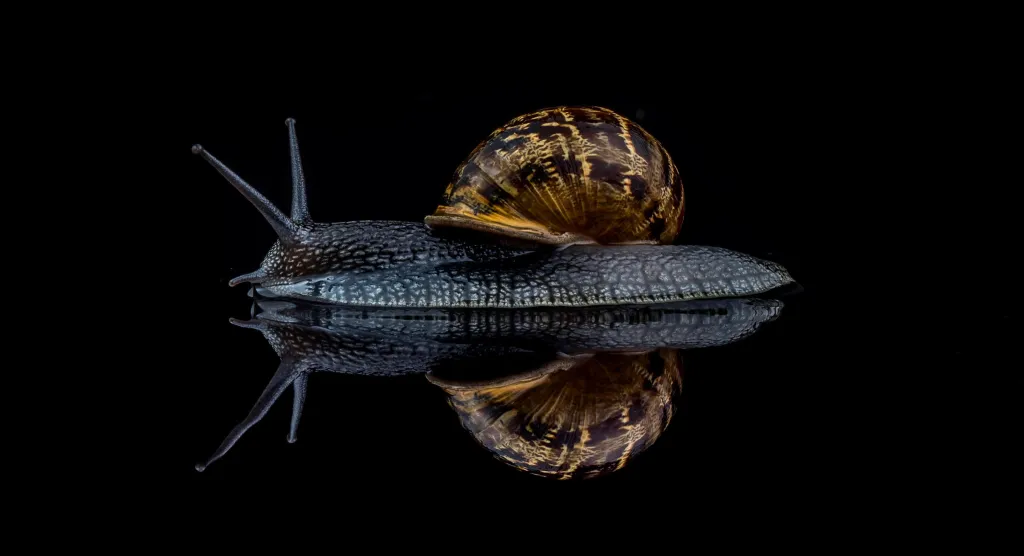 První místo v kategorii Hlemýždi a slimáci získal David Lain za snímek nazvaný jednoduše „Snail“