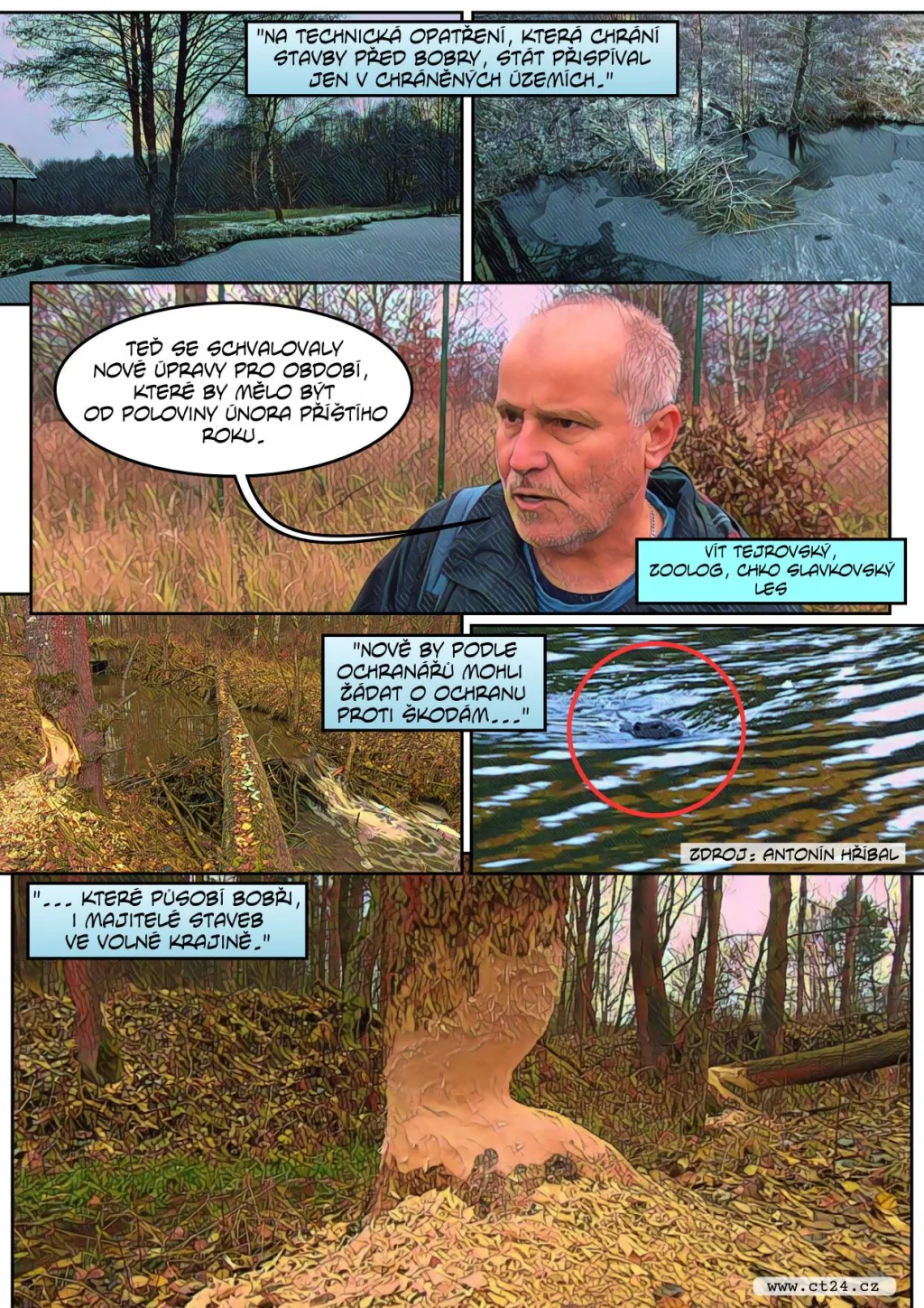 Přemnožení bobři působí velké škody. Správci rybníků se bojí o stav hrází
