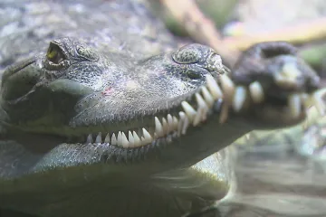 Gorily, gaviáli nebo koně Převalského. České zoo pomáhají se záchranou řady ohrožených druhů