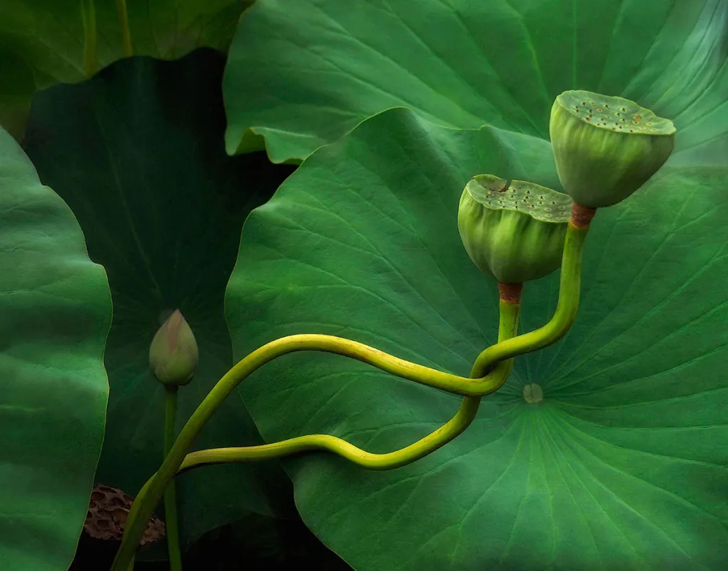 Vítěz kategorie The Beauty of Plants. Leknínové tango v Kenilworth Park & Aquatic Gardens, Washington, USA