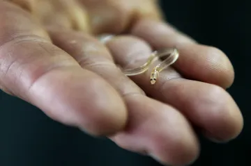 Osmnáct kilo malých úhořů. Celníci zveřejnili případ pašeračky mířící do Vietnamu