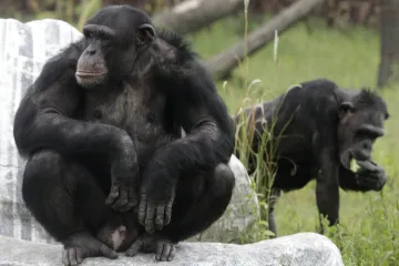 Šimpanzi mění názory dle argumentů. Lépe než tříleté děti