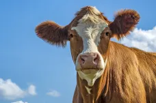 Texasan chytil ptačí chřipku od krav. Riziko nákazy zůstává nízké, uvedly úřady