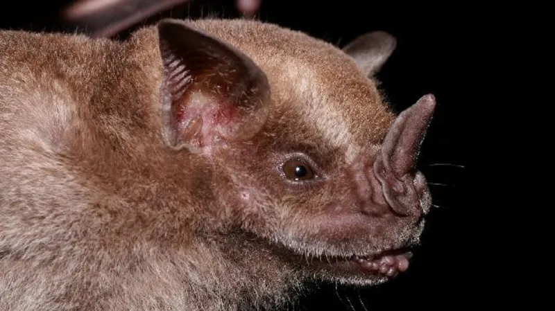 Listonos plodožravý