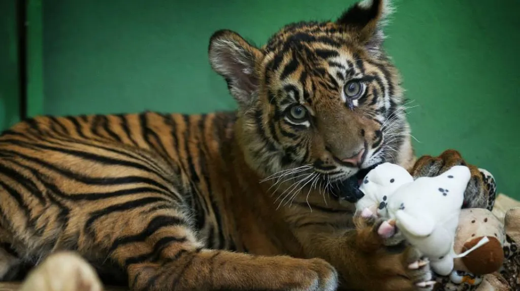 Pětiměsíční kotě tygra sumaterského