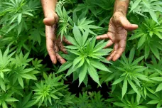 Legalizace marihuany přináší nečekané problémy. Vědci varují před environmentálními dopady