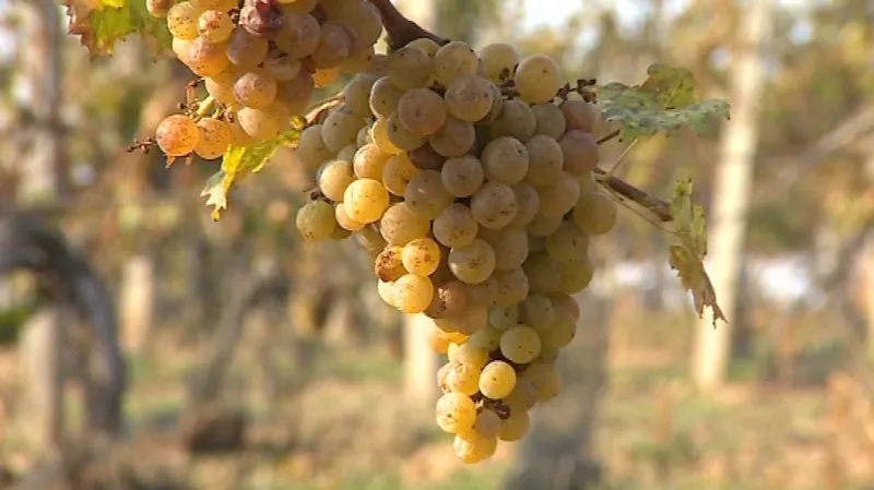 Šlechtění vína v Polešovicích