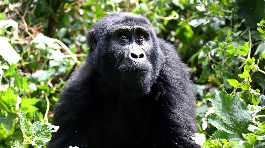 Gorila horská z národního parku Bwindi