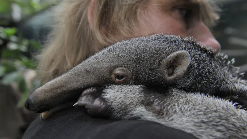 Mravenečník velký, který se narodil v zoo v Olomouci