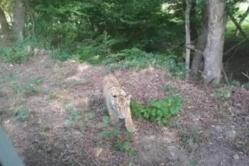 Na Slovensku běhá tygr. Utekl z ukrajinské zoo