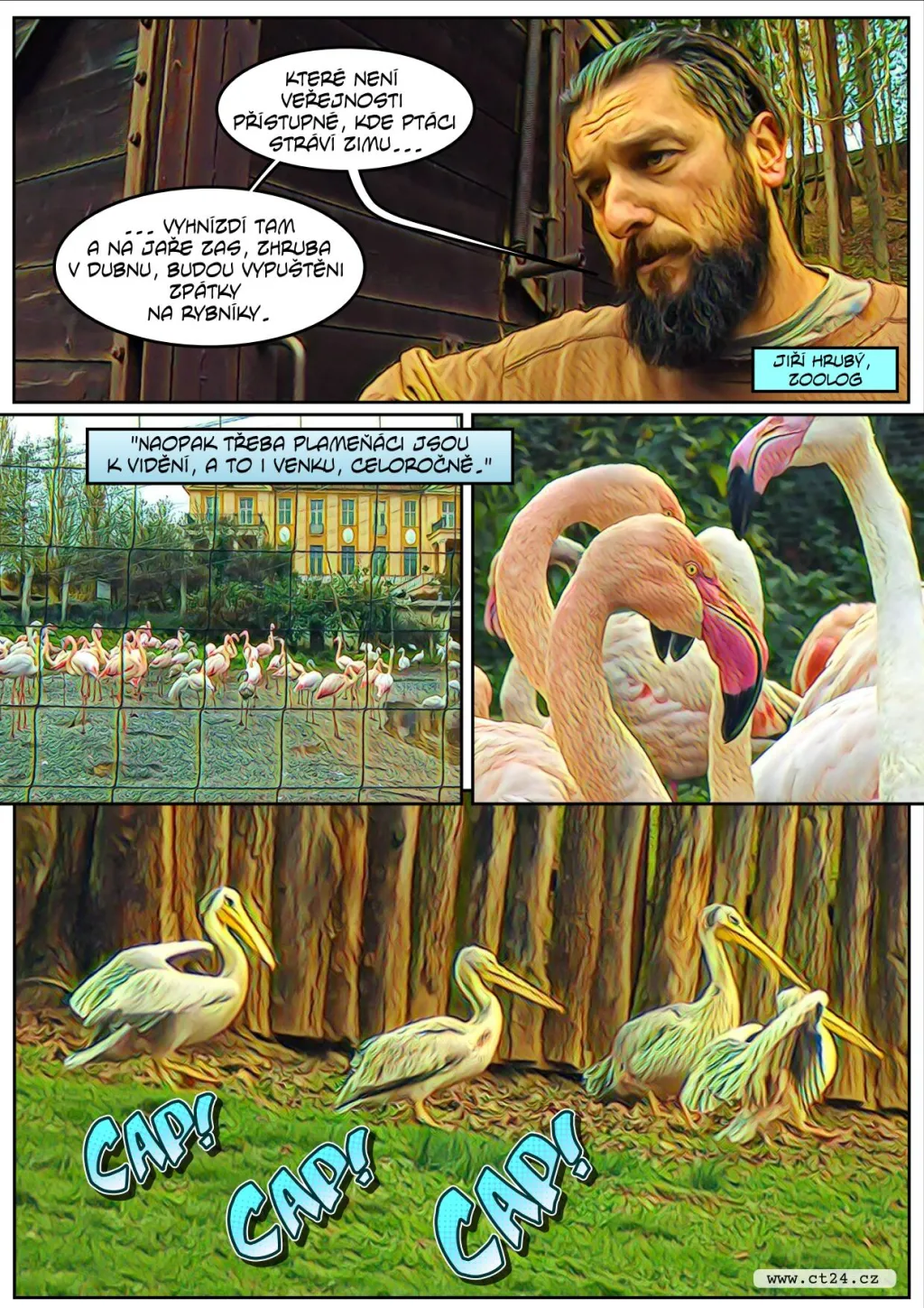 Safari ve Dvoře Králové se připravuje na zimu. Náročný odchyt čekal i pelikány