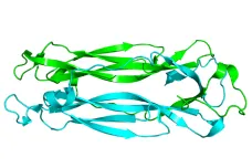 Čeští vědci objevili protein, který má roli v rozvoji autoimunitních chorob