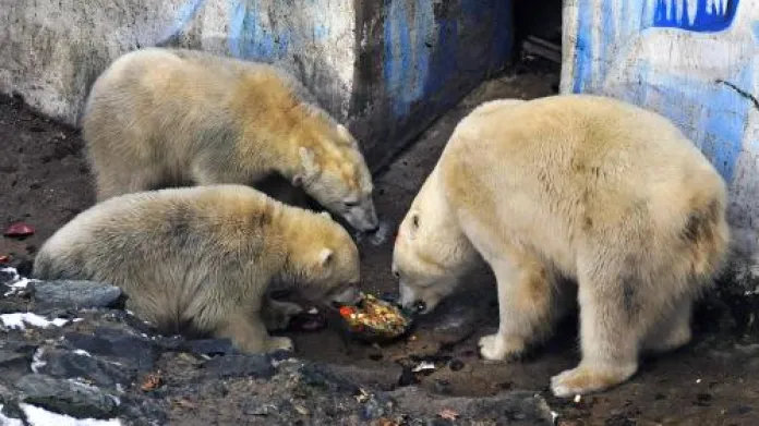 Medvěd ledí v Zoo Brno