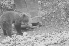 Jeden z beskydských medvědů dostane obojek. Ochránci přírody ho chtějí sledovat