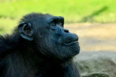 Genetický výzkum šimpanzů může pomoct v jejich ochraně před pytláky a pašeráky