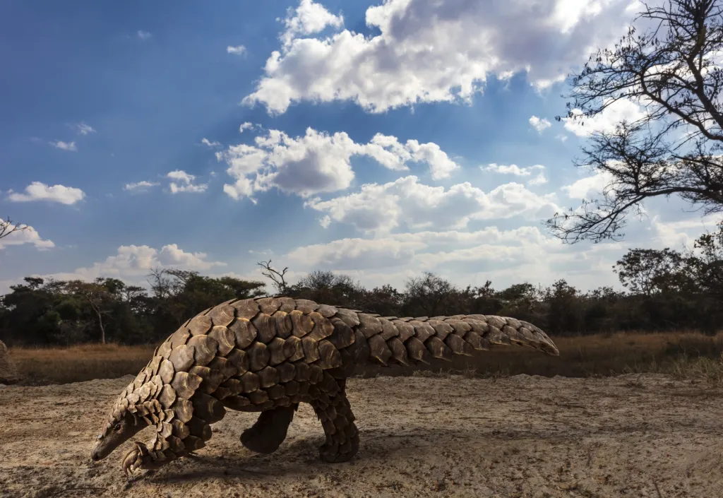 Nominace v sekci fotografický soubor: Brent Stirton se souborem Pangolins in Crisis (Luskouni v ohrožení). Luskouni se někdy mylně považují za plazy, ale jsou to šupinatí savci, kteří jsou více příbuzní psům a medvědům než mravenečníkům nebo pásovcům