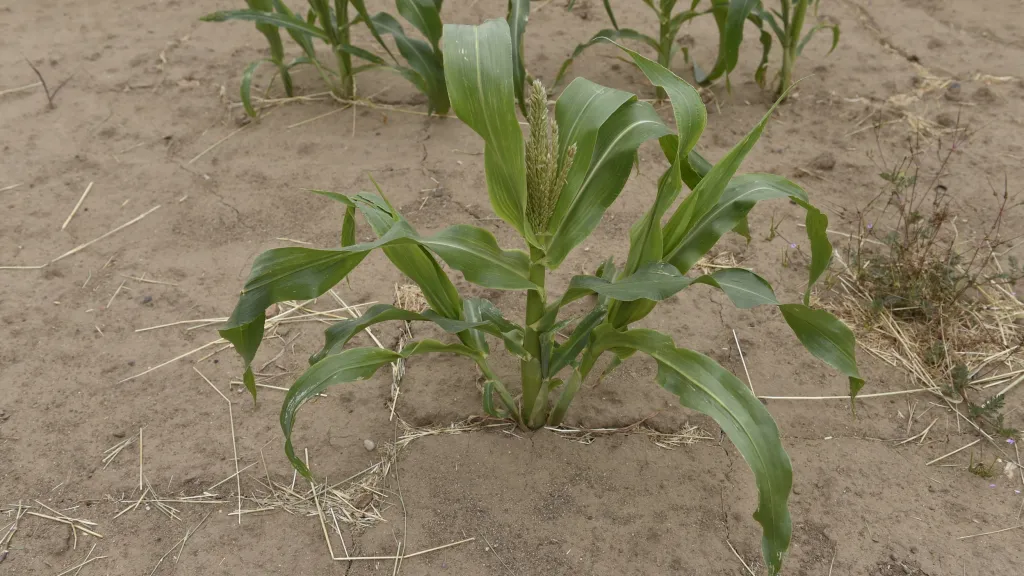Suché pole kukuřice u Hrušek na Břeclavsku v roce 2017