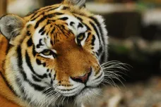 Policie obvinila tři lidi kvůli údajnému zabíjení tygrů