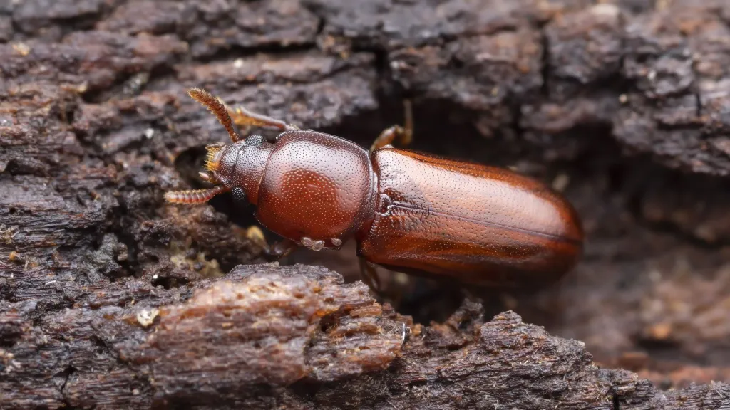 Brouk potemník Corticeus fraxini