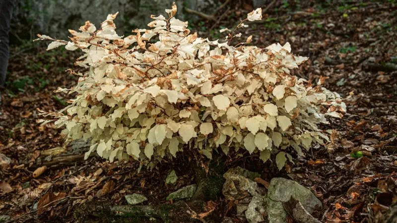 Buk měří na výšku necelý metr