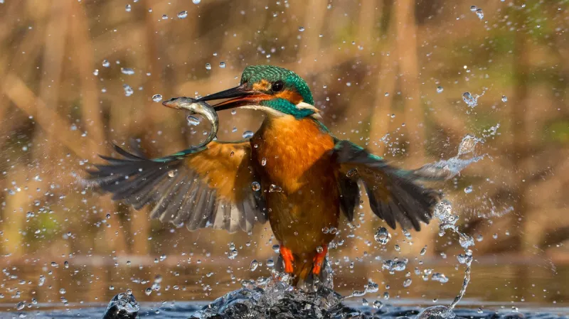 Kategorie „Catch Me If You Can“, vítěz: Alexander Holden