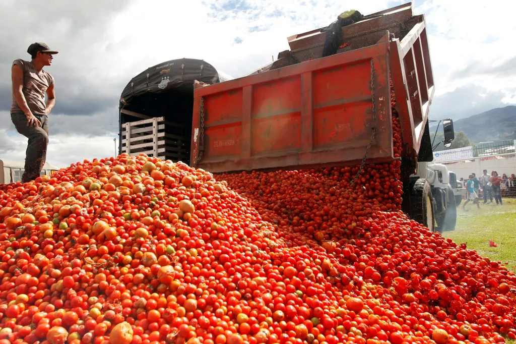 „Tomatina“ je festival, při kterém na sebe lidi házejí v Kolumbii rajčata. Na fotografii je zachycena příprava, během které nákladní auta vykládají hromady rajčat jako munici pro boj v provincii Sutamarchan v Boyaca