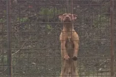 Desítky psů štěkají a páchnou, stěžují si sousedé na chov v Komíně. Zajímají se o něj veterináři i policisté