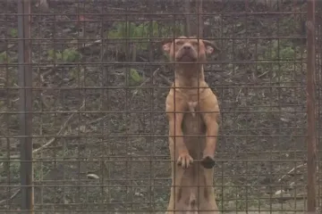 Desítky psů štěkají a páchnou, stěžují si sousedé na chov v Komíně. Zajímají se o něj veterináři i policisté