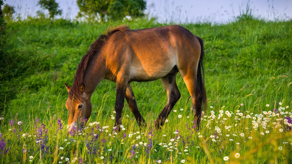 Divocí koně z Exmooru