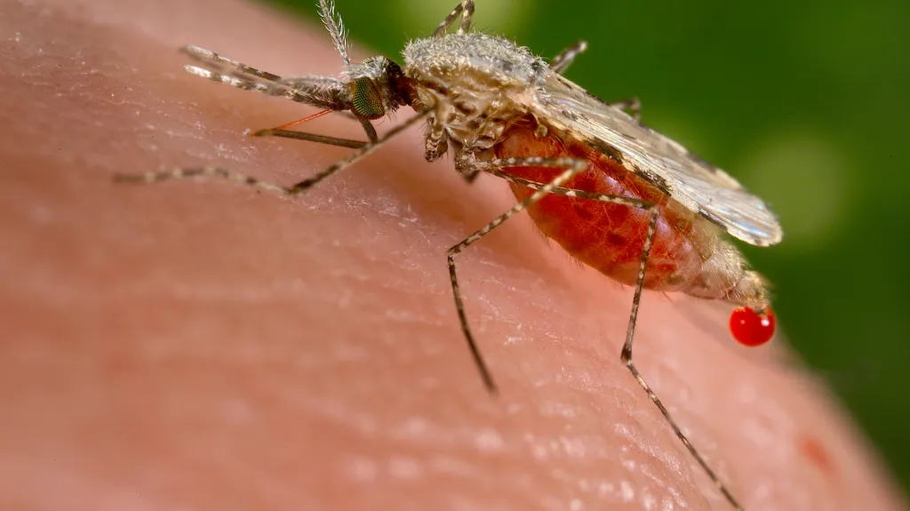Horečku Oropouche přenášejí exotické druhy komárů