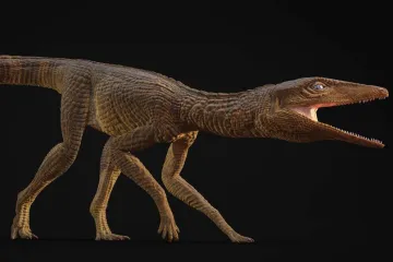 Nově popsaný pravěký krokodýl připomínal chrta. Jméno má po učiteli fyziky