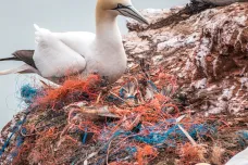 Mořští ptáci trpí nemocí způsobenou plasty, mají zjizvený travicí trakt