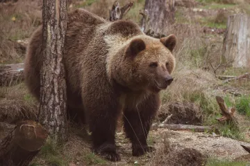 Možný výskyt medvědů prověřuje policie i ochránci přírody