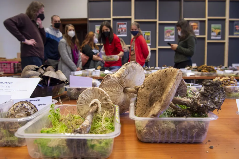 Zhruba 350 druhů hub nabízí výstava, která začala 18. října v Jihočeském muzeu v Českých Budějovicích. Lidé tam spatří hlavně podzimní houby rostoucí na jihu Čech