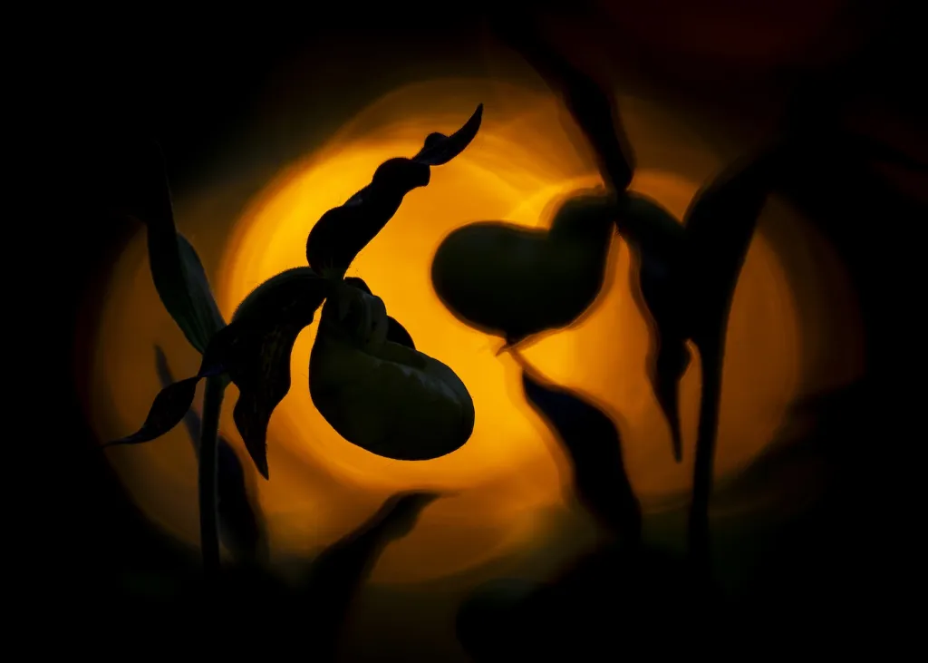 3. místo v kategorii Rostliny