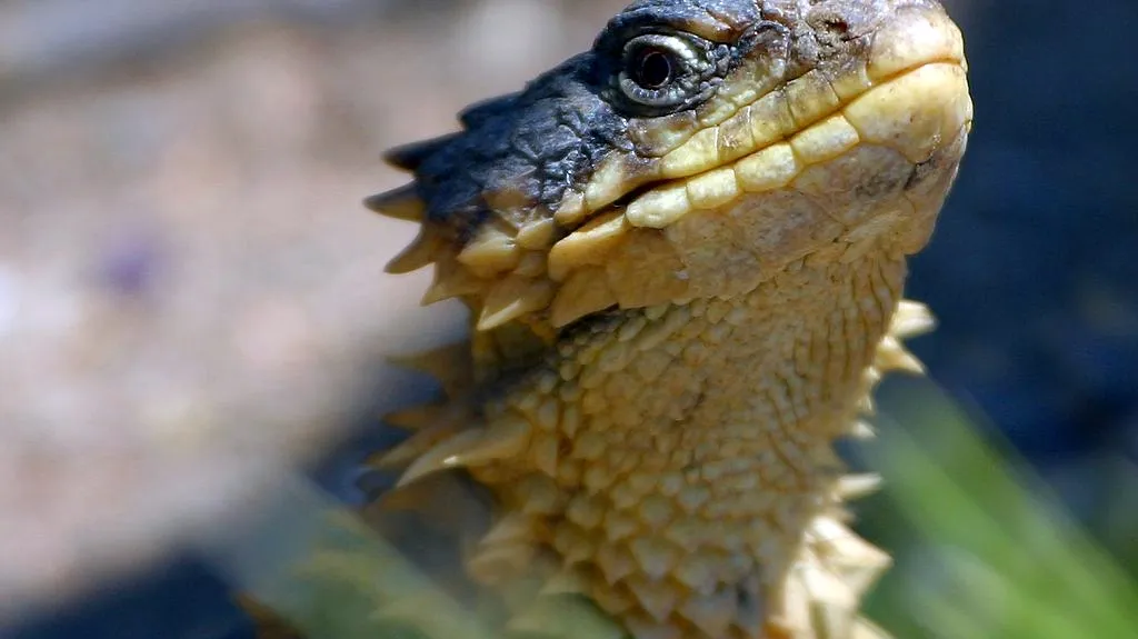 Kruhochvost je miniaturní drak