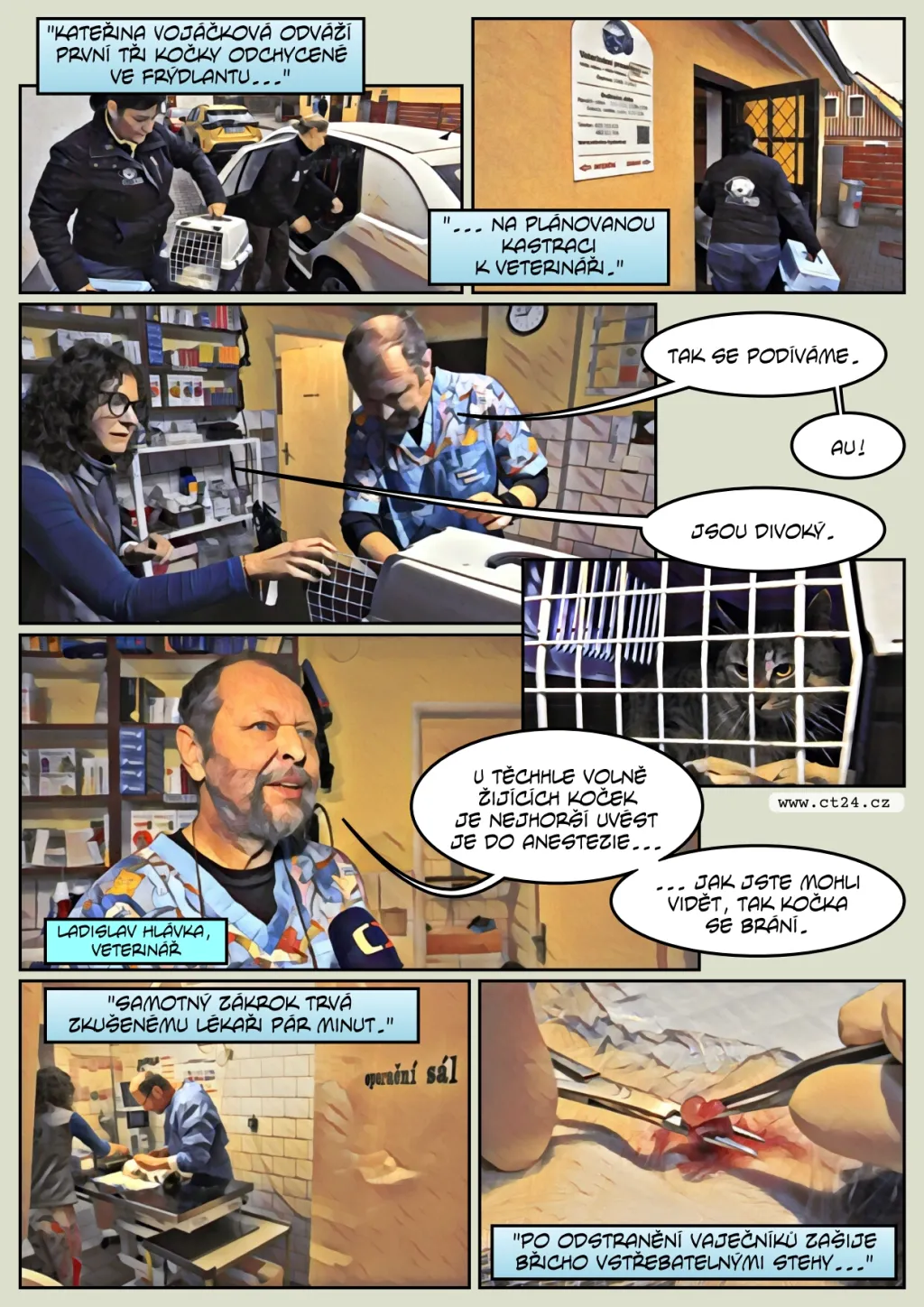 Ve Frýdlantu se přemnožily toulavé kočky