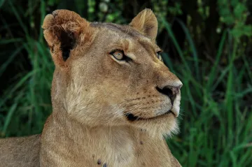 V Rokycanech pokračuje nepovolený chov šelem, zjistili veterináři