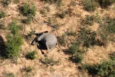 Úmrtí stovek slonů v Botswaně způsobily toxiny ze sinic