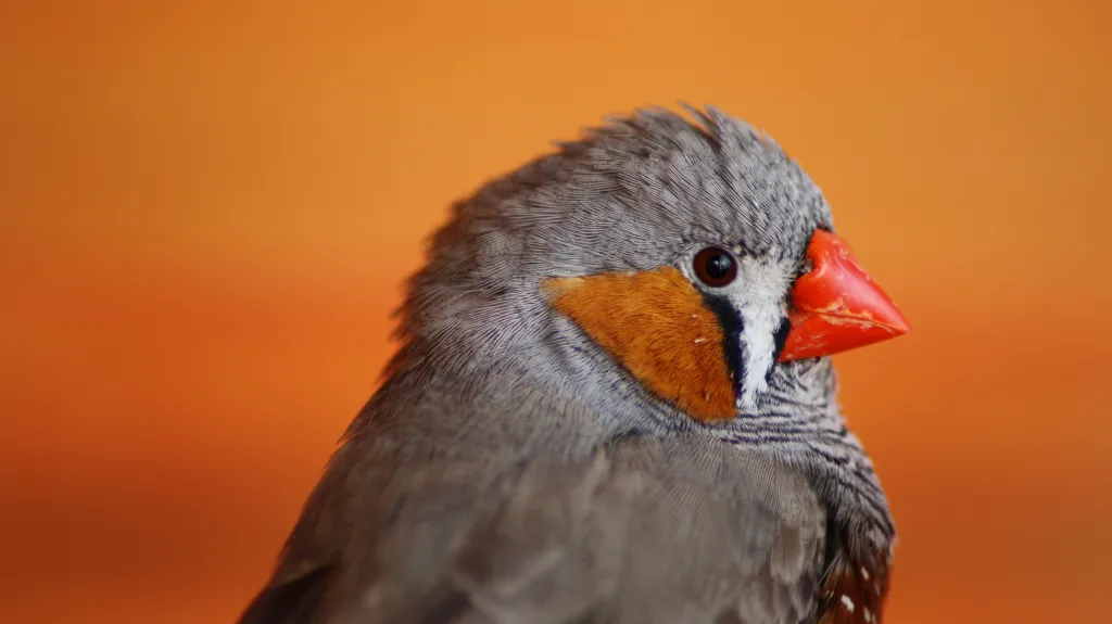Samec zebřičky pestré