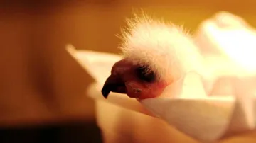 Vylíhnuté mládě papouška Nestor kea