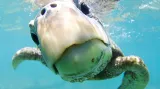 Kategorie Portrét. Green Sea Turtle